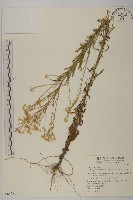 光莖飛蓬藏品圖，第1張