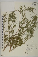 豬草藏品圖，第1張