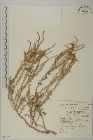 裸花鹼蓬藏品圖，第1張