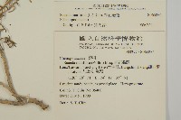 裸花鹼蓬藏品圖，第2張