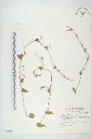 野牽牛藏品圖，第1張