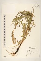 鵝仔草藏品圖，第1張