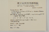 變葉藜藏品圖，第2張