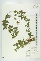 小苦瓜藏品圖，第1張