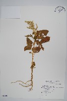 青莧藏品圖，第1張