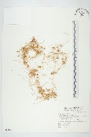 菟絲子藏品圖，第1張