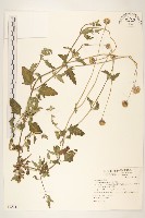 長柄菊藏品圖，第1張