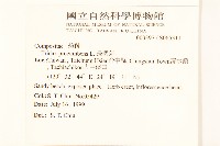 長柄菊藏品圖，第2張