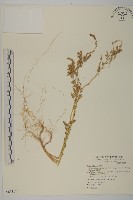 變葉藜藏品圖，第1張