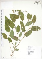 火炭母草、清飯藤藏品圖，第1張