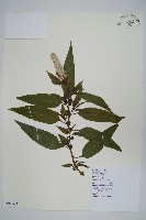 青葙藏品圖，第1張