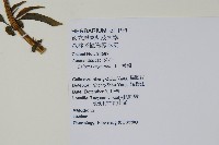 青葙藏品圖，第2張