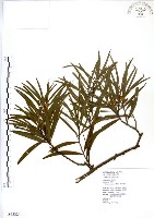 相思樹藏品圖，第1張