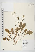 黃鵪菜藏品圖，第1張