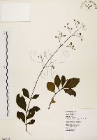 土人參藏品圖，第1張