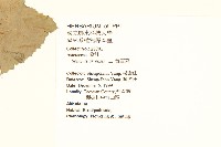 苦苣菜藏品圖，第2張