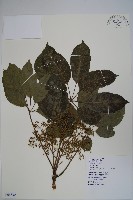 鵝掌柴、江某、鴨腳樹藏品圖，第1張