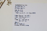 鵝掌柴、江某、鴨腳樹藏品圖，第2張