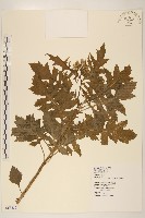 飛機草藏品圖，第1張