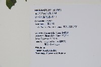 華九頭獅子草藏品圖，第2張