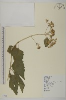 香澤蘭、飛機草藏品圖，第1張