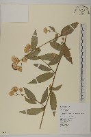 大頭艾納香藏品圖，第1張