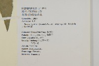 大頭艾納香藏品圖，第2張