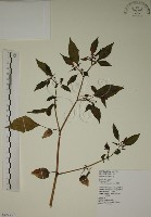 燈籠草藏品圖，第1張