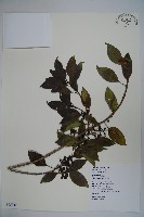 鐵冬青藏品圖，第1張