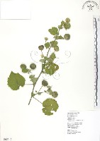 冬葵子藏品圖，第1張