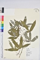 樹薯、木薯藏品圖，第1張