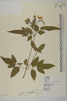 大花咸豐草藏品圖，第1張