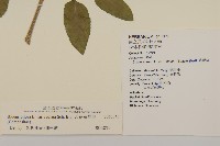 大花咸豐草藏品圖，第2張