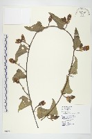 盒果藤藏品圖，第1張