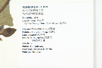 盒果藤藏品圖，第2張