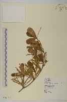 小葉欖仁藏品圖，第1張