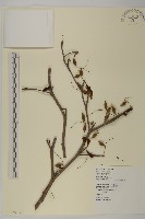 小葉欖仁藏品圖，第2張