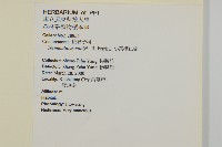 小葉欖仁藏品圖，第3張