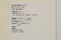 小葉欖仁藏品圖，第4張