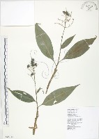 杜若藏品圖，第1張