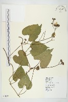 菜欒藤藏品圖，第1張