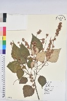 白匏子藏品圖，第1張