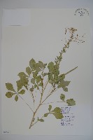 白花菜藏品圖，第1張