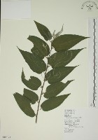 山黃麻藏品圖，第1張