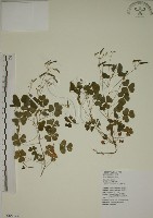 酢漿草藏品圖，第1張