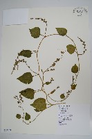 落葵藏品圖，第1張