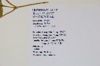 落葵藏品圖，第2張