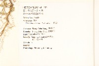 一枝香藏品圖，第2張