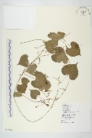 野牽牛藏品圖，第1張