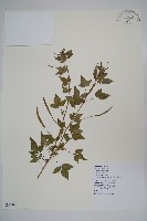 平伏莖白花菜、成功白花菜藏品圖，第1張